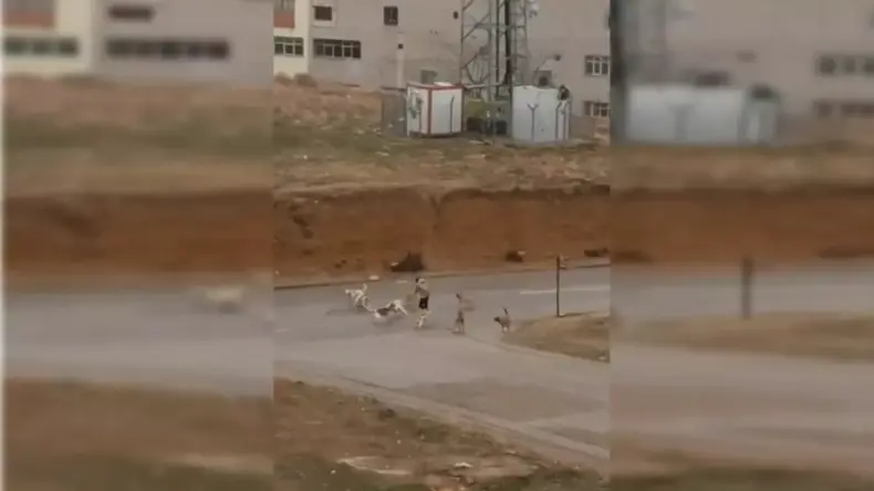 Ankara’da başıboş köpekler yoldan geçenlere saldırdı; o anlar kamerada