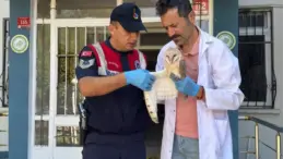 Yaralı Peçeli Baykuş Tedavi Altında