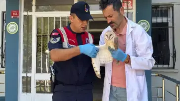 Yaralı Peçeli Baykuş Tedavi Altında