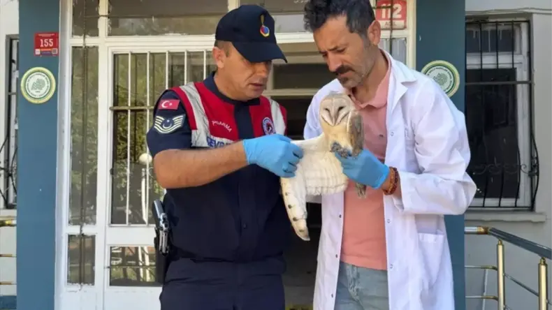 Yaralı Peçeli Baykuş Tedavi Altında