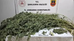 Şanlıurfa’da Uyuşturucu Operasyonu