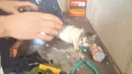 Konserve Kutusuna Sıkışan Kedi Kurtarıldı
