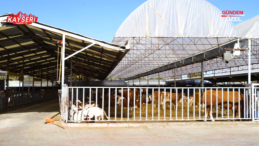 Asıl Hayvancılık – Sağlıklı ve Kaliteli Et Ürünleri!