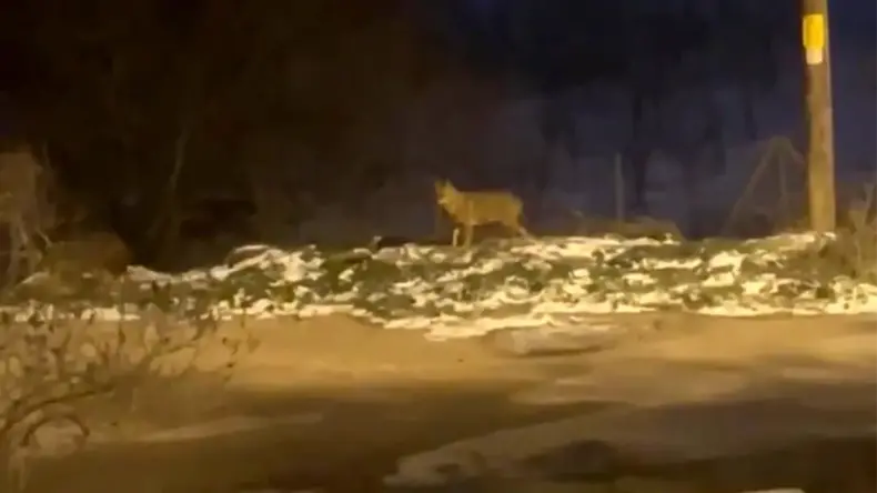 Ankara’da Kurt Sürüsü Çöp Karıştırdı