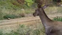 Bursa’da Kızılgeyiklerin Görüntüleri Paylaşıldı