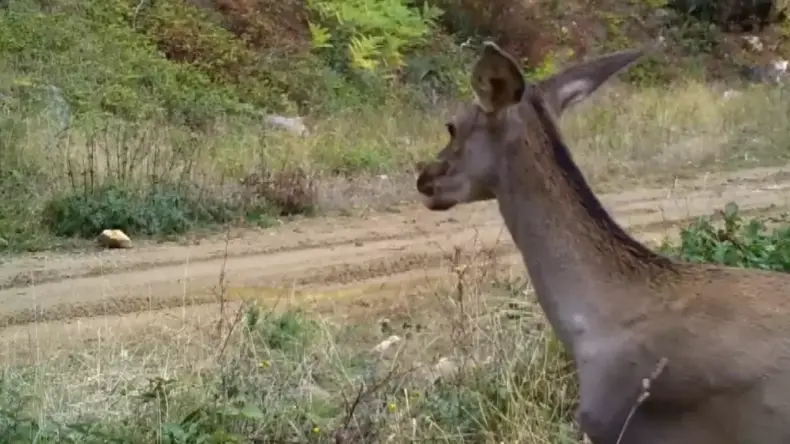 Bursa’da Kızılgeyiklerin Görüntüleri Paylaşıldı
