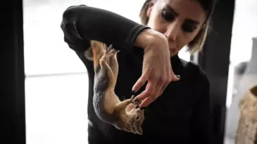 Sincap Yoda Doğaya Dönüş İçin Eğitiliyor