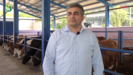 Ballı Çiftlik Büyükbaş Hayvancılık: Sağlıklı ve Kaliteli Süt Ürünleri